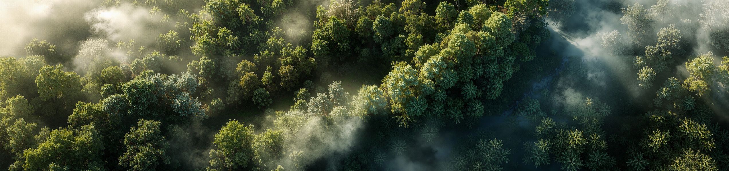 Home slide image: Finanzierte Bäume